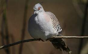 Crested Pigeon