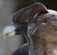 Andean Condor