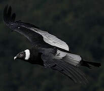 Condor des Andes