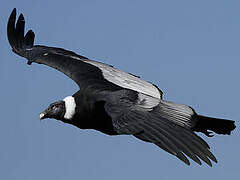 Andean Condor