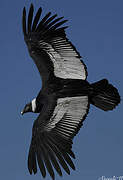 Andean Condor