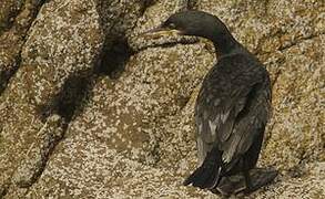 European Shag