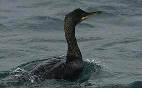 European Shag