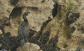 European Shag