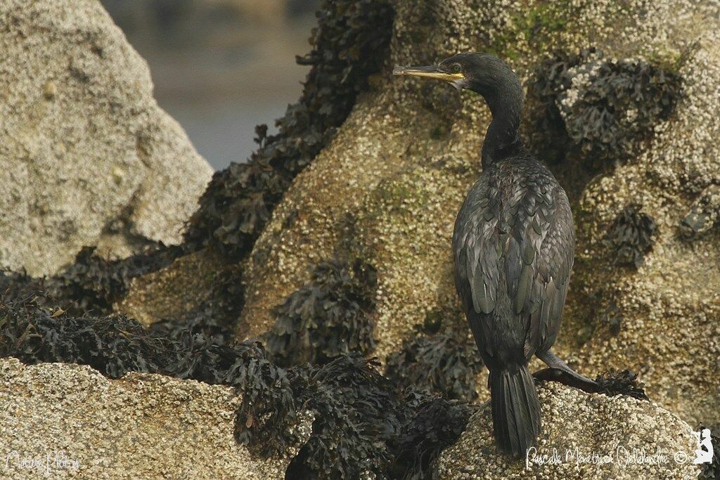 European Shag