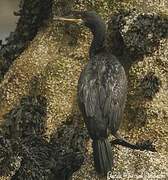 European Shag