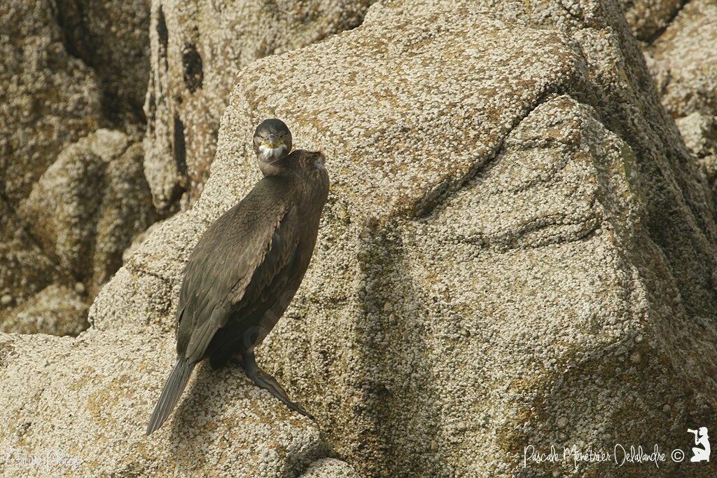 European Shag