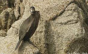 European Shag