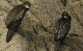 European Shag