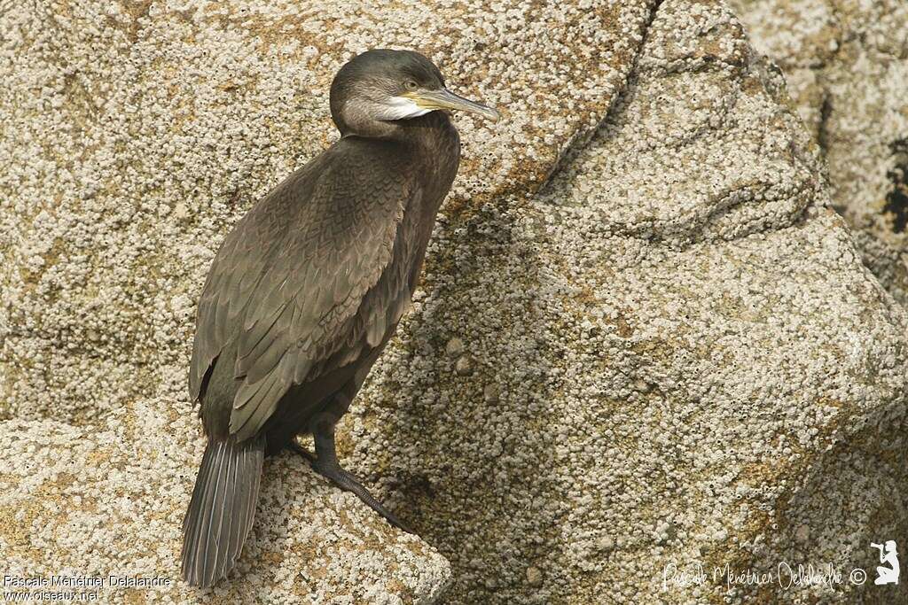 Cormoran huppé1ère année, identification