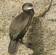 European Shag