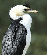 Little Pied Cormorant