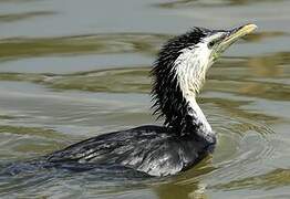 Little Pied Cormorant