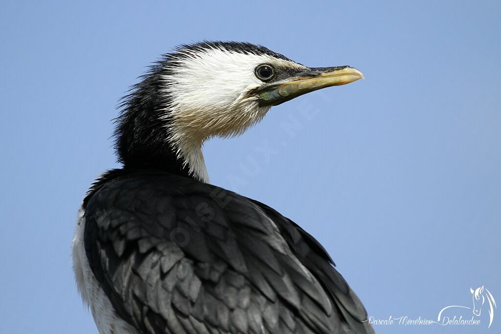 Little Pied Cormorant