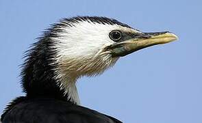 Little Pied Cormorant