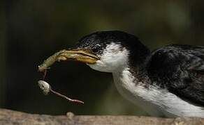 Little Pied Cormorant