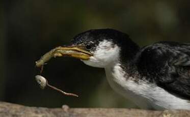 Cormoran pie