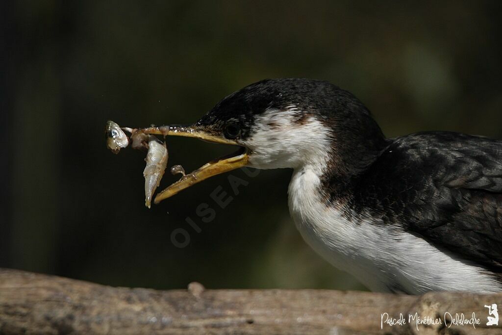 Little Pied Cormorant