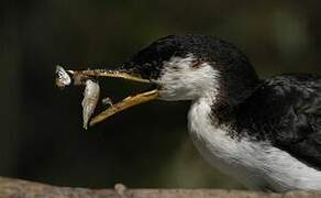 Little Pied Cormorant