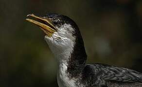 Little Pied Cormorant