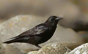 Carrion Crow