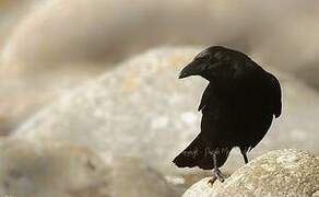 Carrion Crow