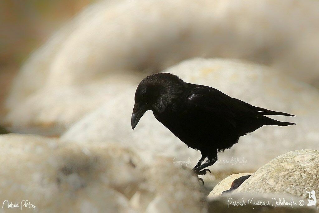 Corneille noire