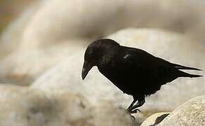 Carrion Crow