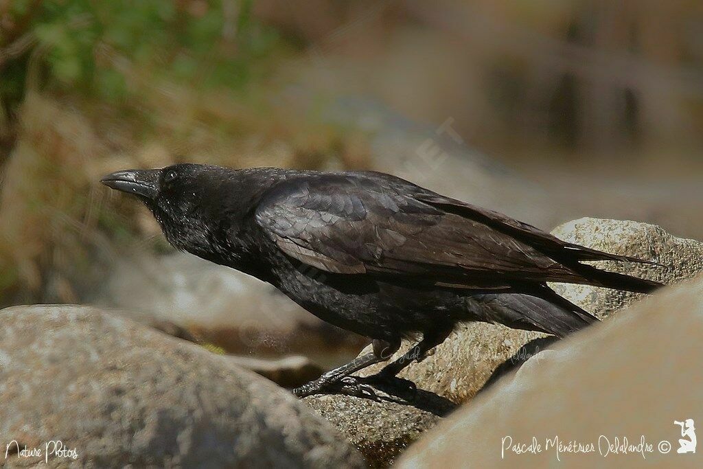 Carrion Crow