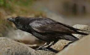 Carrion Crow