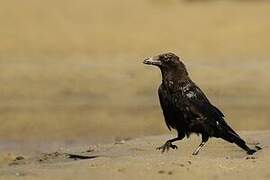 Carrion Crow