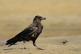 Carrion Crow