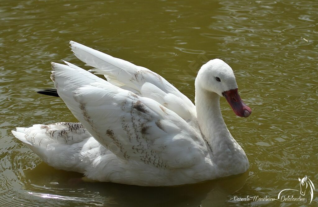 Coscoroba Swanjuvenile