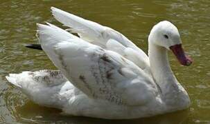 Coscoroba Swan