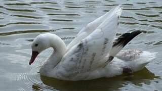 Coscoroba Swan