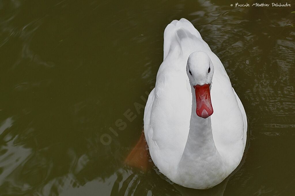 Coscoroba Swan