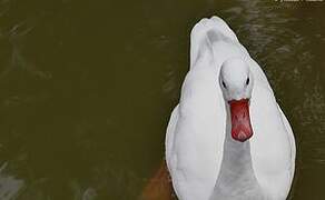 Coscoroba Swan