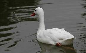 Coscoroba Swan