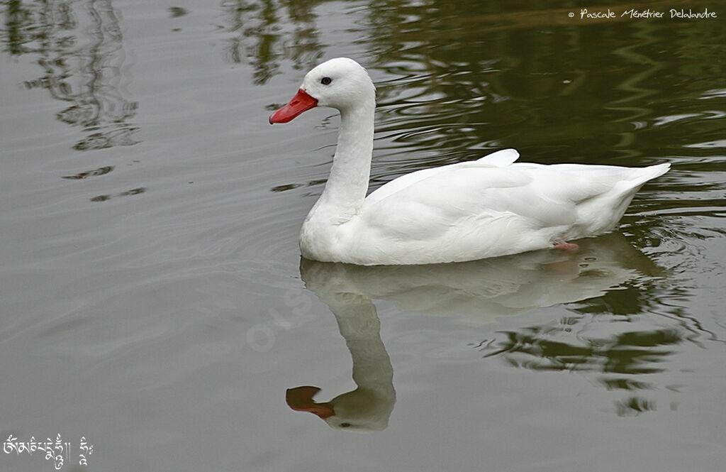 Coscoroba Swan