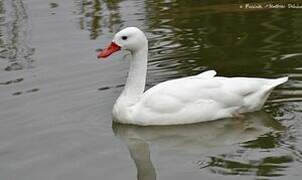 Coscoroba Swan