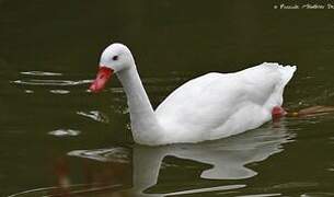 Coscoroba Swan