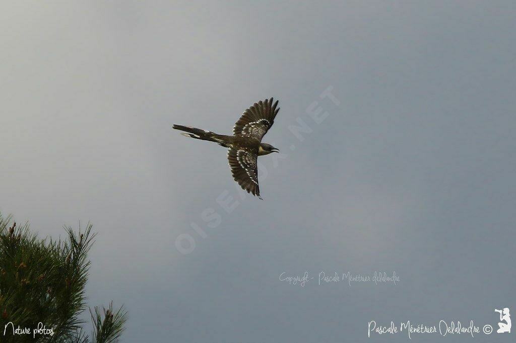 Great Spotted Cuckoo