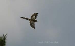 Great Spotted Cuckoo