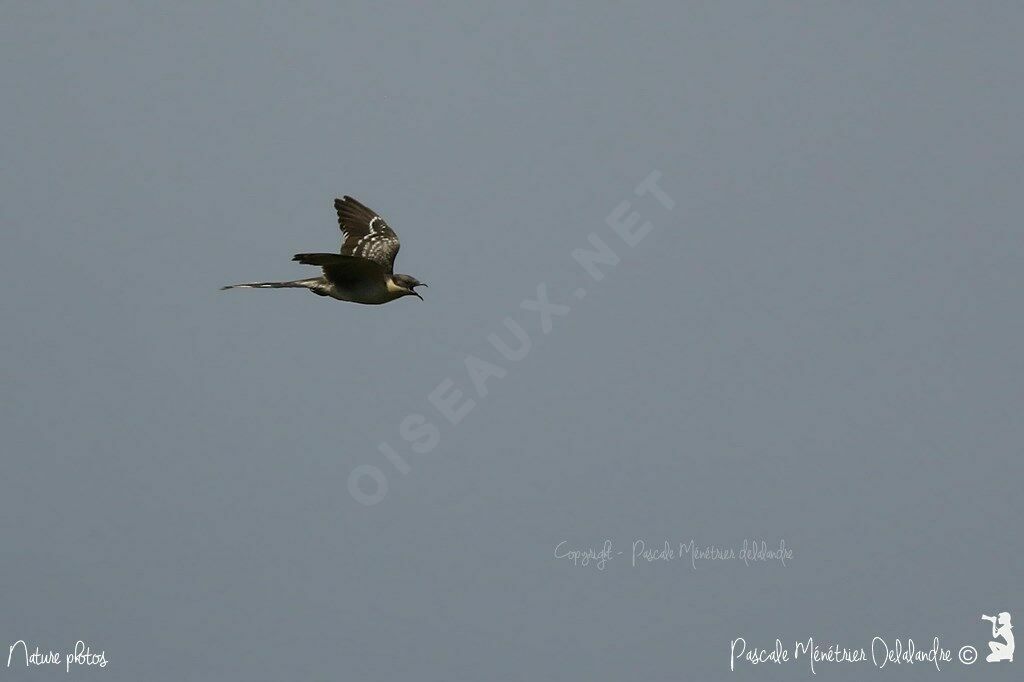 Great Spotted Cuckoo