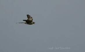 Great Spotted Cuckoo