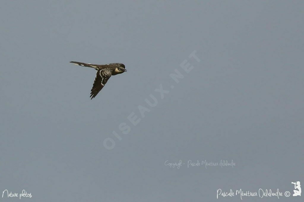 Great Spotted Cuckoo