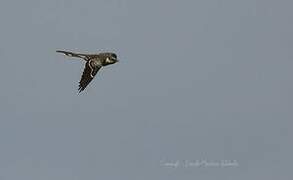 Great Spotted Cuckoo