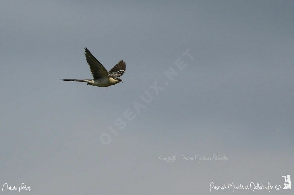 Great Spotted Cuckoo