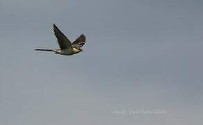 Great Spotted Cuckoo