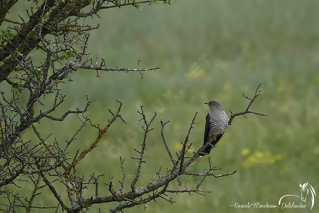 Coucou gris mâle